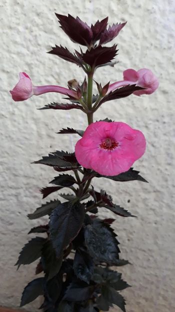  - R19 - Piece of Dream