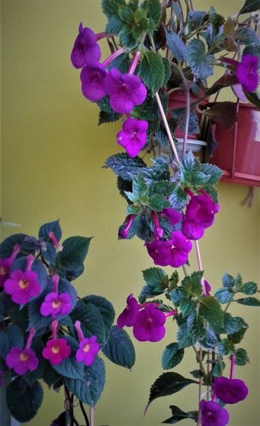  - achimenes Jennifer Goode