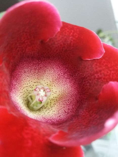 gloxinia corina - gloxinia 2018