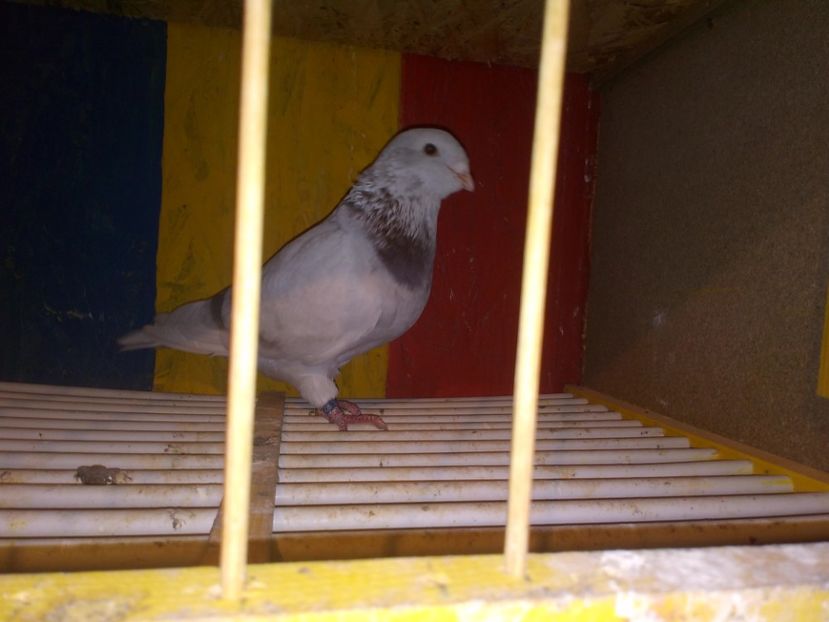  - 6DE PRIN VOLIERA