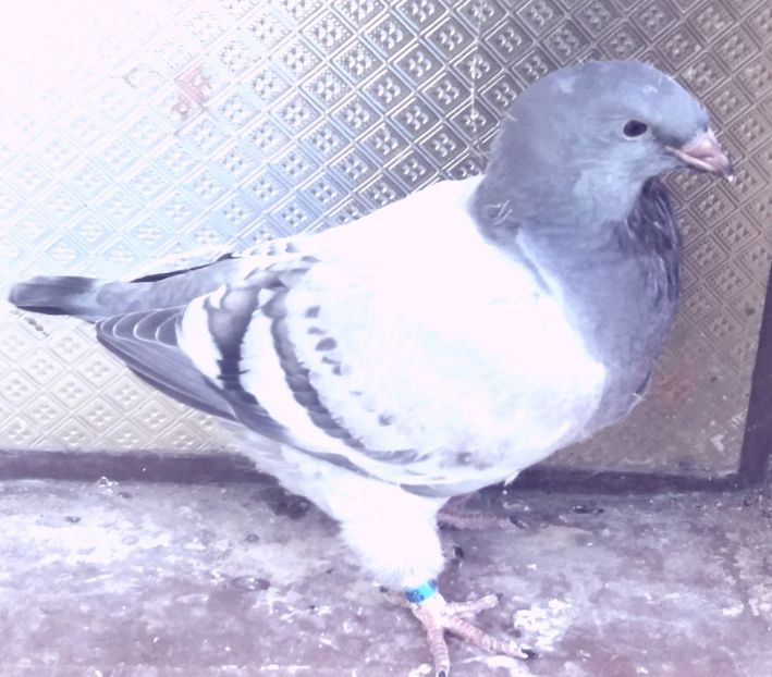  - 92 pui 2018