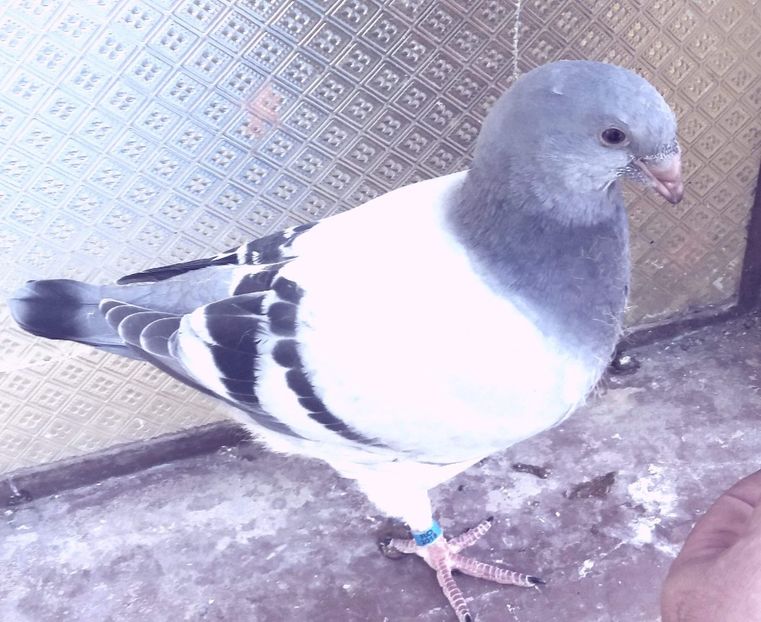 received_462770314171970 - 92 pui 2018