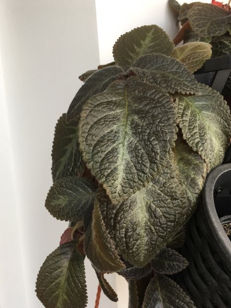  - Episcia