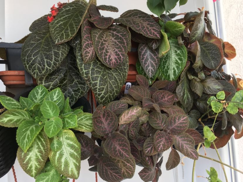  - Episcia