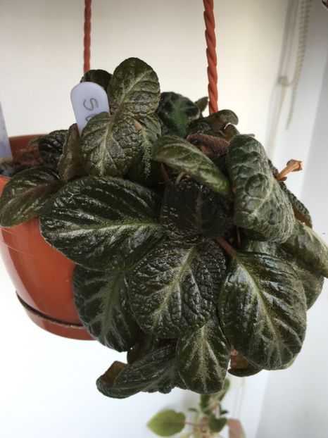 - Episcia