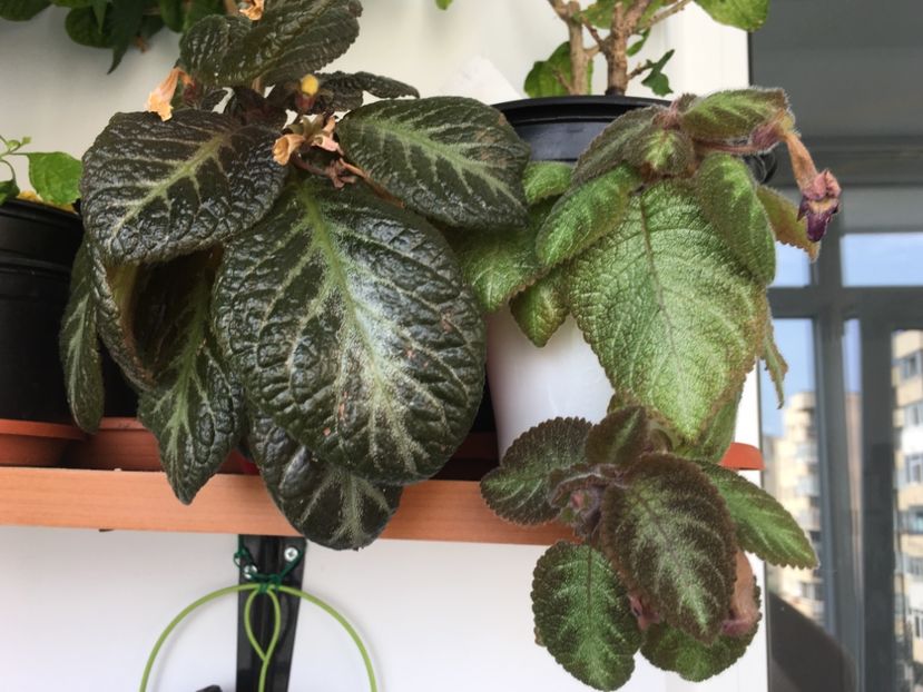  - Episcia