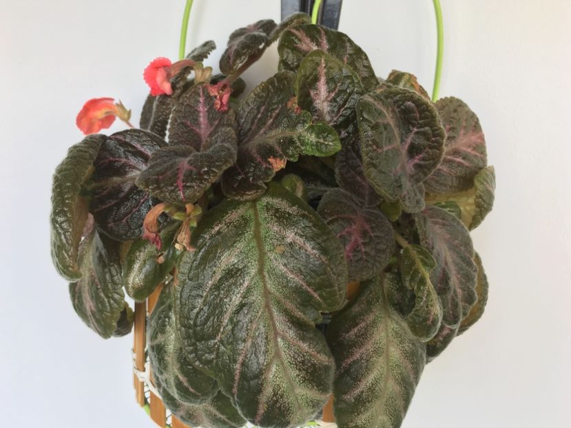  - Episcia