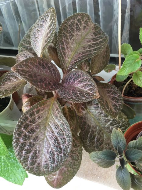  - Episcia