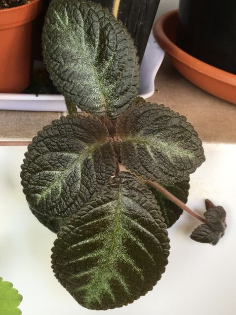  - Episcia