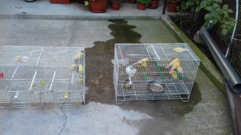 Pui malinois 2018 -100 lei vanduti - De vanzare