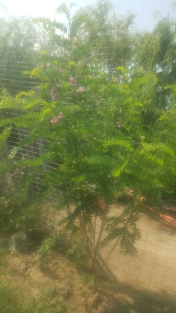  - Din gradina