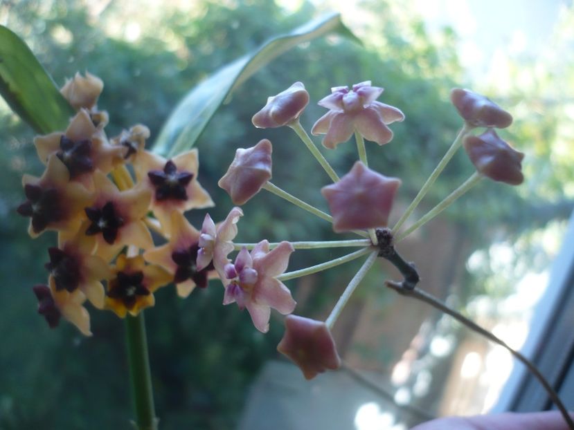 P1390727 - HOYA 2018-2