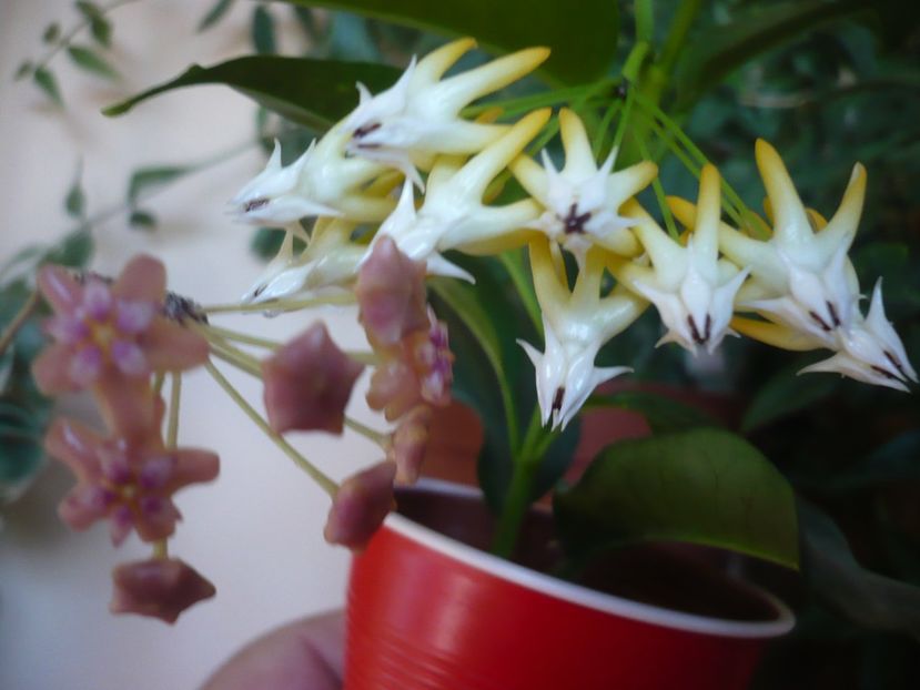 P1390734 - HOYA 2018-2