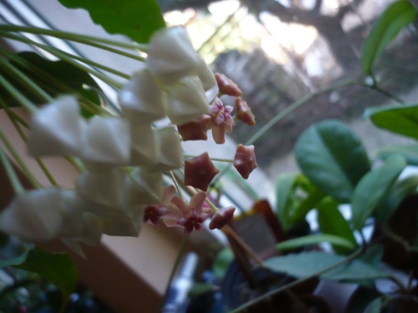 P1390738 - HOYA 2018-2