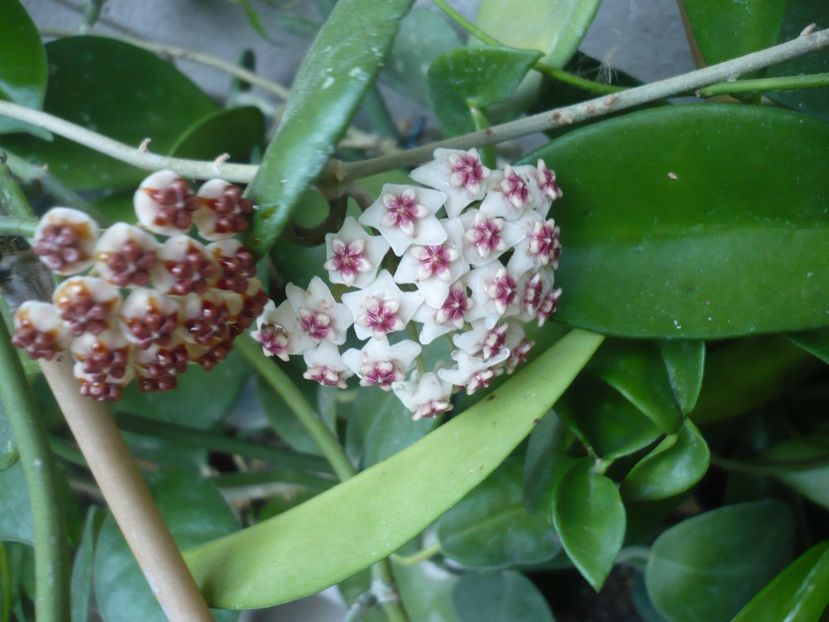 P1390765 - HOYA 2018-2