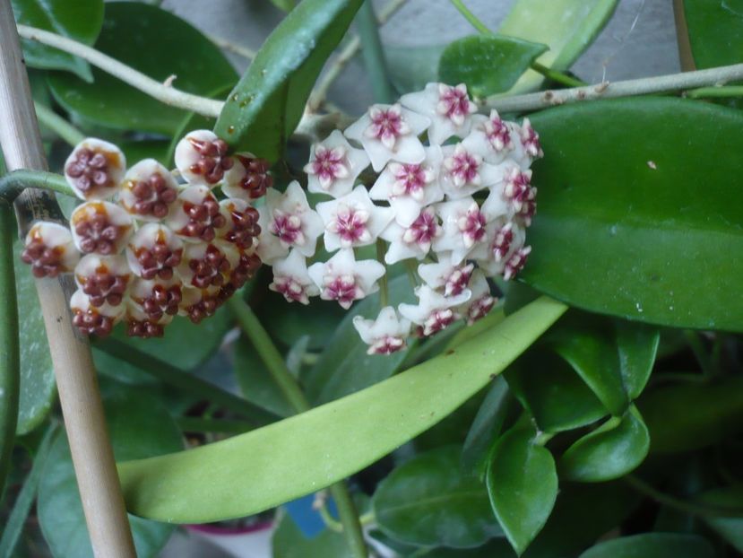 P1390766 - HOYA 2018-2