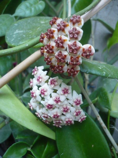 P1390768 - HOYA 2018-2