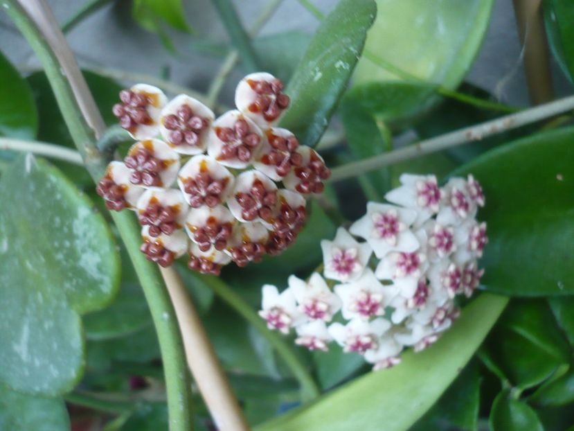 P1390769 - HOYA 2018-2