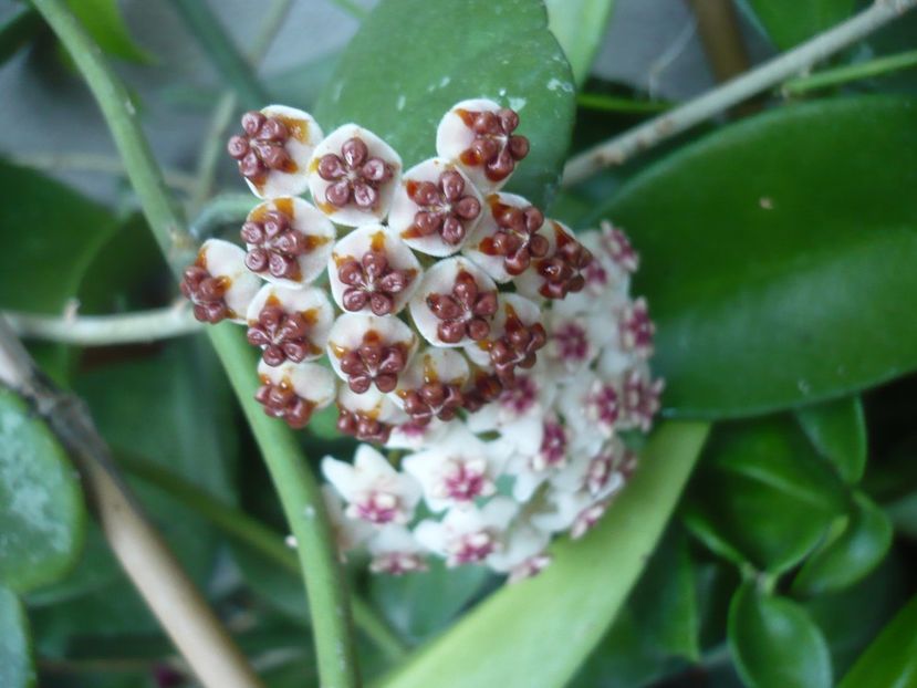 P1390770 - HOYA 2018-2