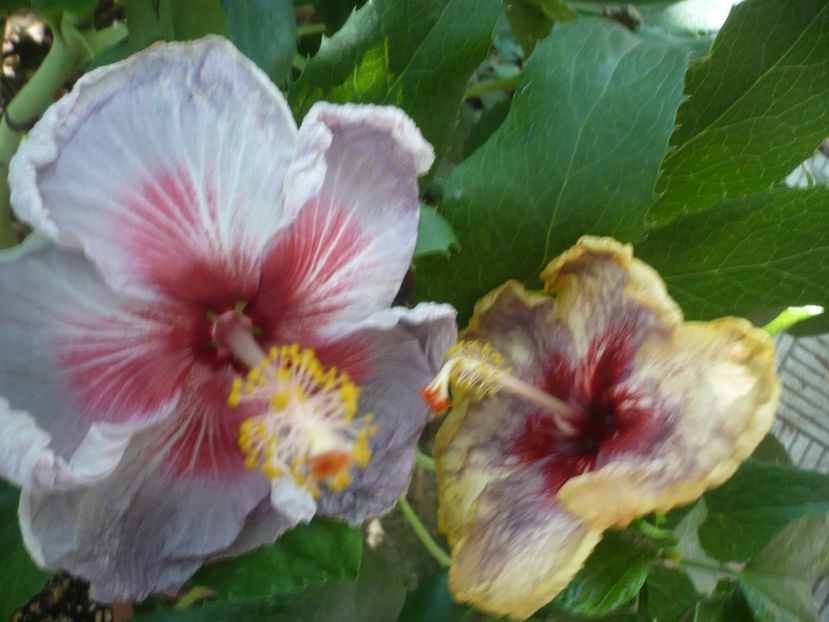 P1390746 - HIBISCUSI 2018-3