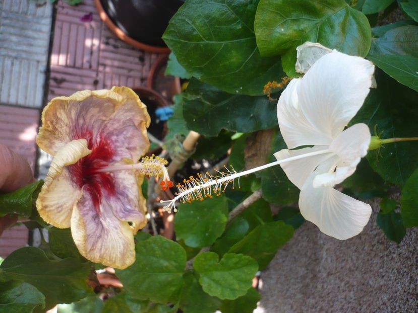 P1390748 - HIBISCUSI 2018-3