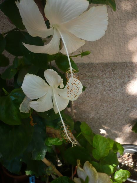 P1390752 - HIBISCUSI 2018-3