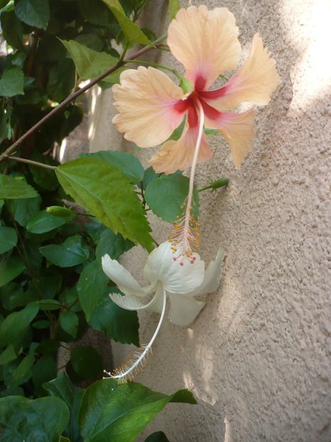 P1390753 - HIBISCUSI 2018-3