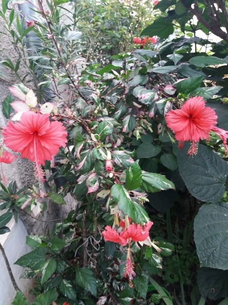  - 2018 vechi sau noi tot le iubesc