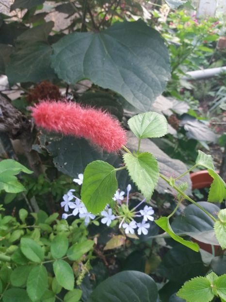  - 2018 vechi sau noi tot le iubesc