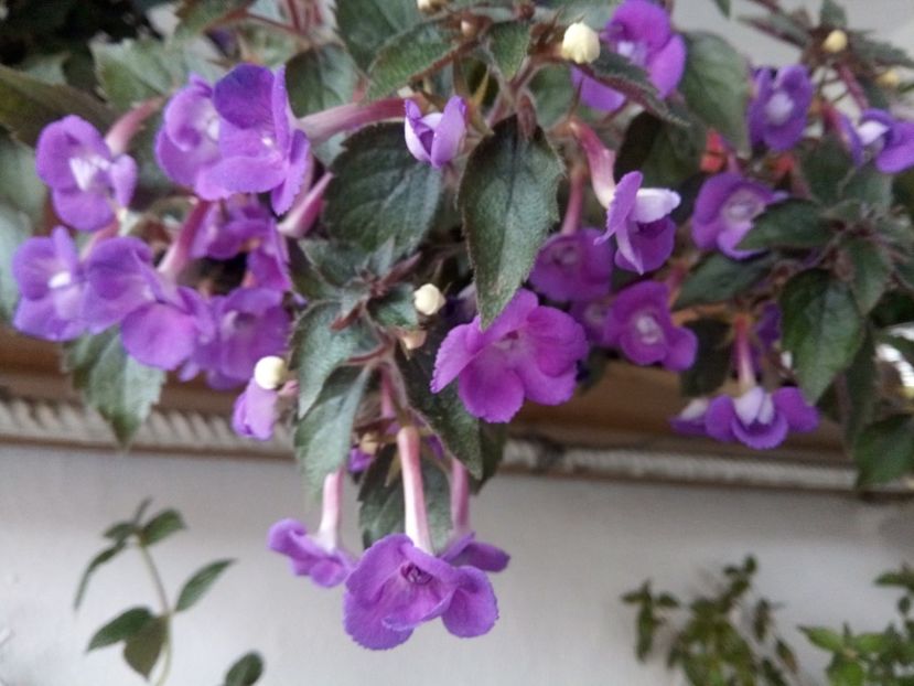  - Violaceea semiplena