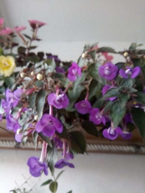  - Violaceea semiplena