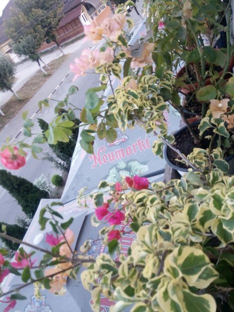  - Bougainvillea