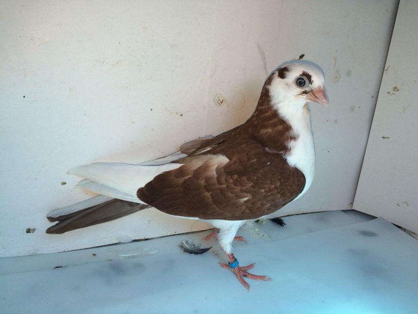 7148  mascul  2018_2 - tineret 2018