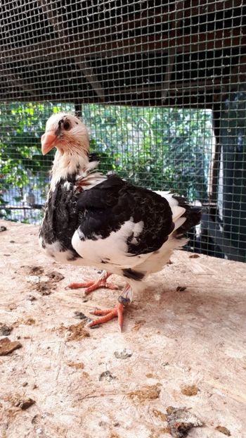 Agh - Tineret AGH 2018