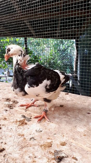 Agh - Tineret AGH 2018