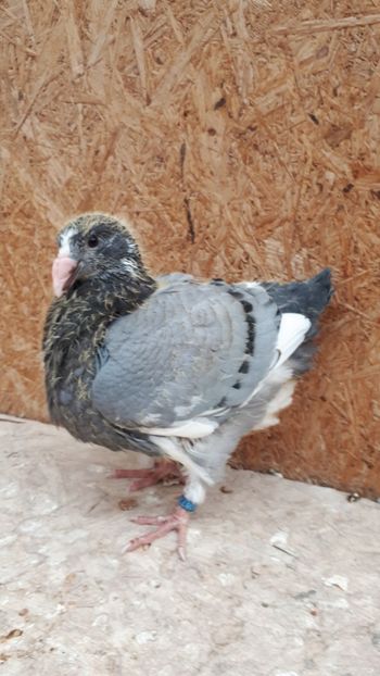 Agh - Tineret AGH 2018