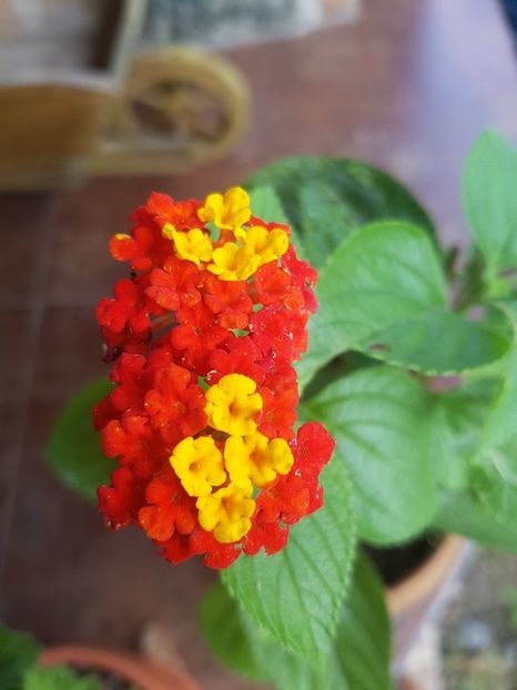 Pui Lantana camara - August 2018