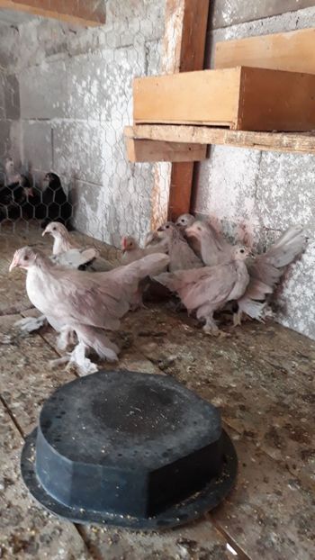 IMG-20180823-WA0038 - Pui de gaina 2018