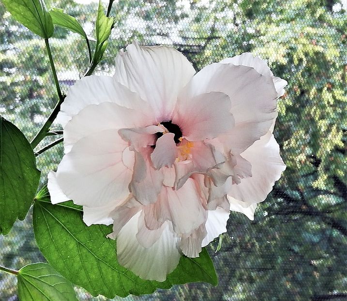  - Hibiscusi