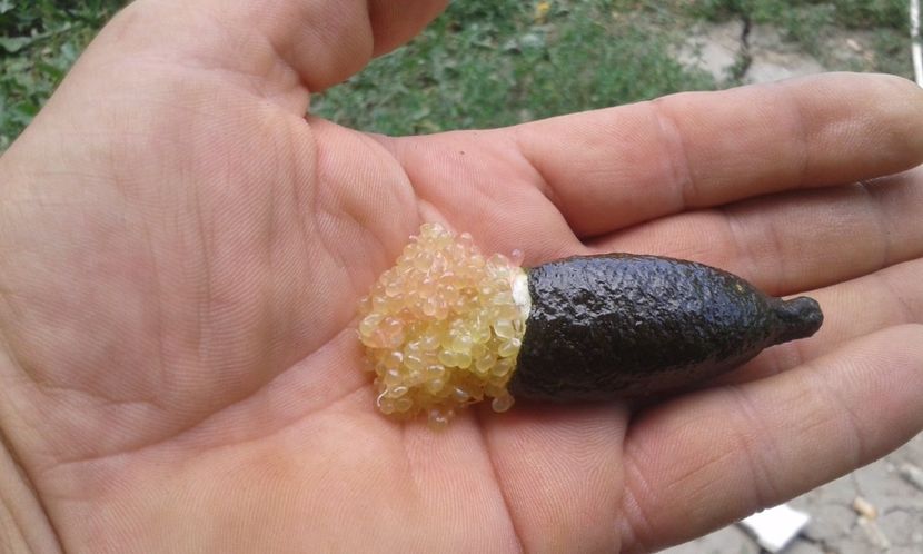 Citrus australasica roz - Plantele mele 2018