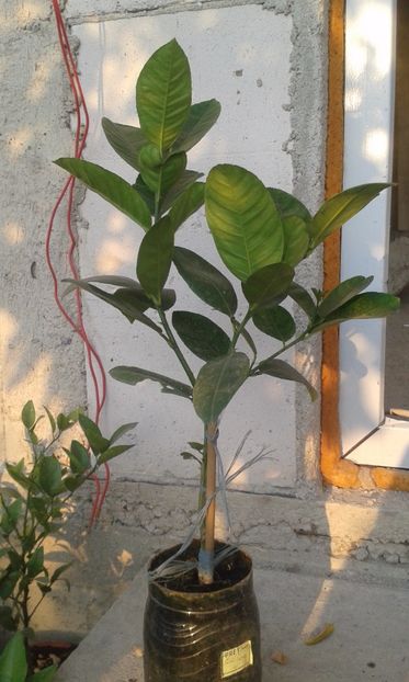 Lămâi mexican roșu cu aromă de vanilie - Plantele mele 2018