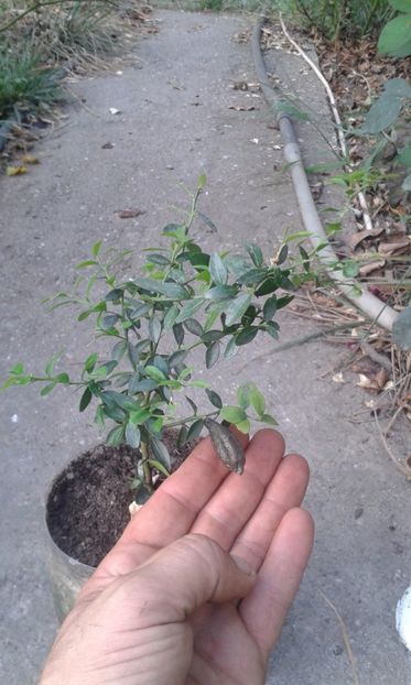 Citrus australasica roz - Plantele mele 2018