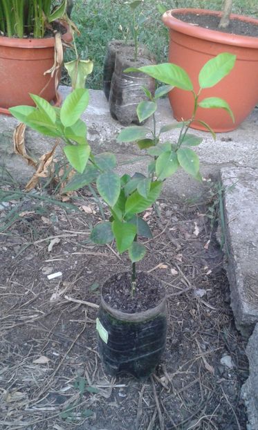 Portocal acrobal - Plantele mele 2018