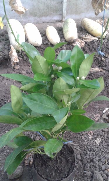 Portocal moro - Plantele mele 2018