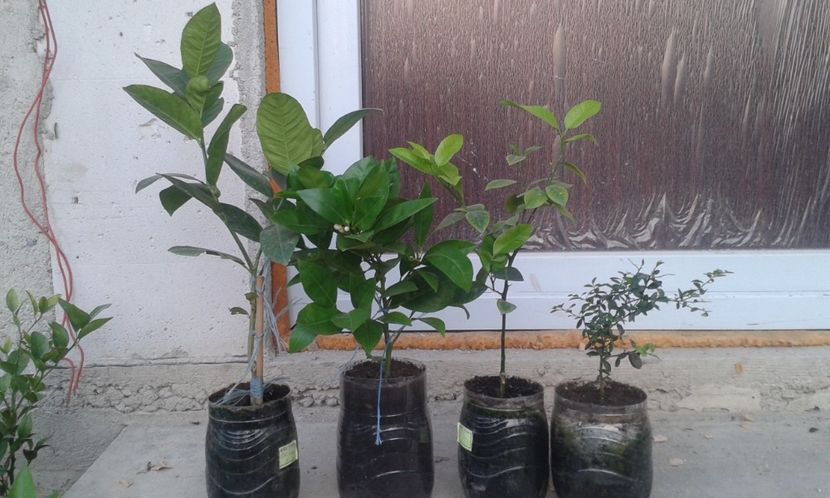  - Plantele mele 2018