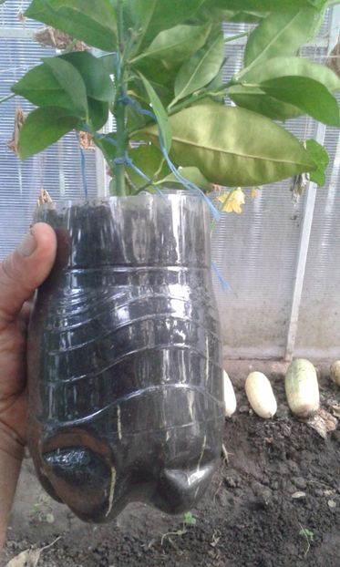 Portocal Moro - Plantele mele 2018