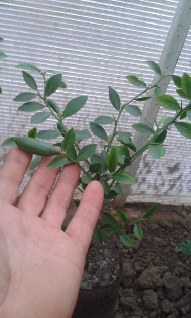 Citrus australasica faustrime - Plantele mele 2018