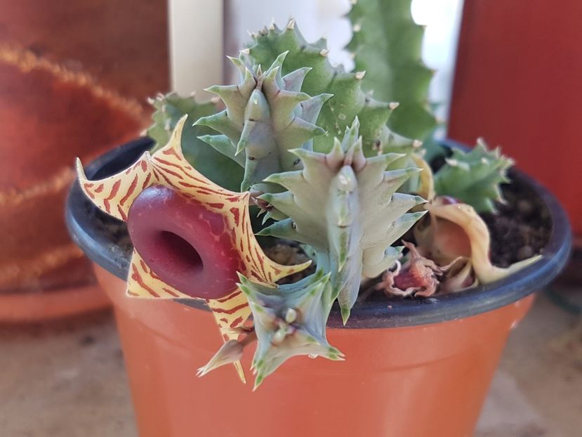 Huernia zebrina cu doua floricele - Stapeliade 2018-2021-2022