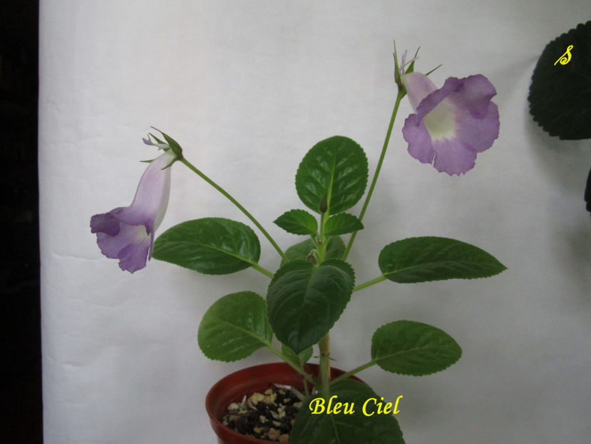 Bleu Ciel(24-08-2018) - Sinningii 2018