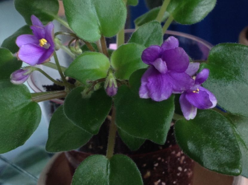 Sant sport ! - Rob s HumptyDoo sport